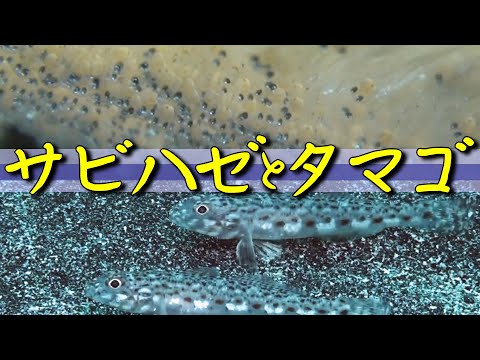 サビハゼと卵