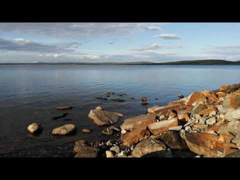 Мама-утка с утятами, вечерняя прогулка.