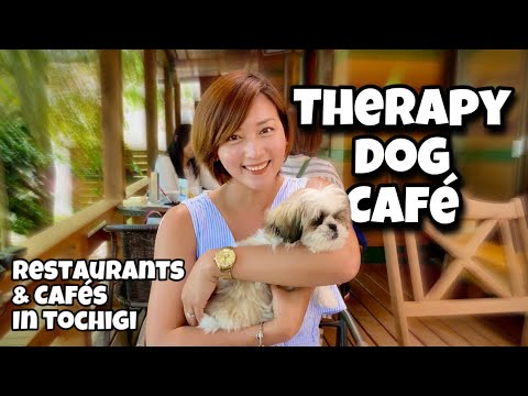 いぬかふぇまいら  Dining with Therapy Dogs in Japan