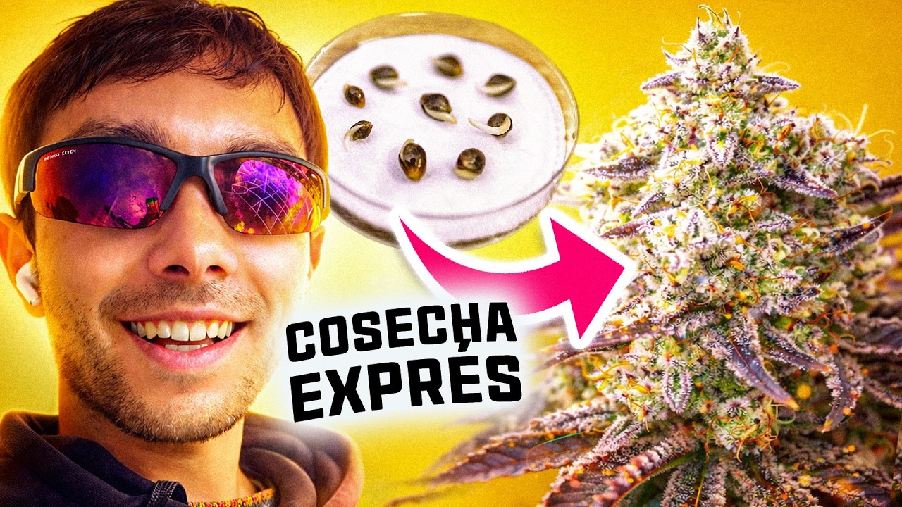 Cultivo 9 Plantas en 84 Días | ¿Velocidad perjudica calidad? Elixir @World.Breeders