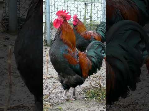 BEST OF MARANS! Ein Hahn der Hühnerrasse Marans kräht - Rooster of the French Marans chicken crowing