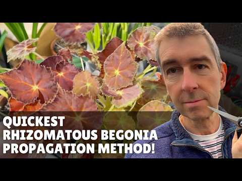 Propagate your Rhizomatous BEGONIAS like a Pro in just a Few Minutes!