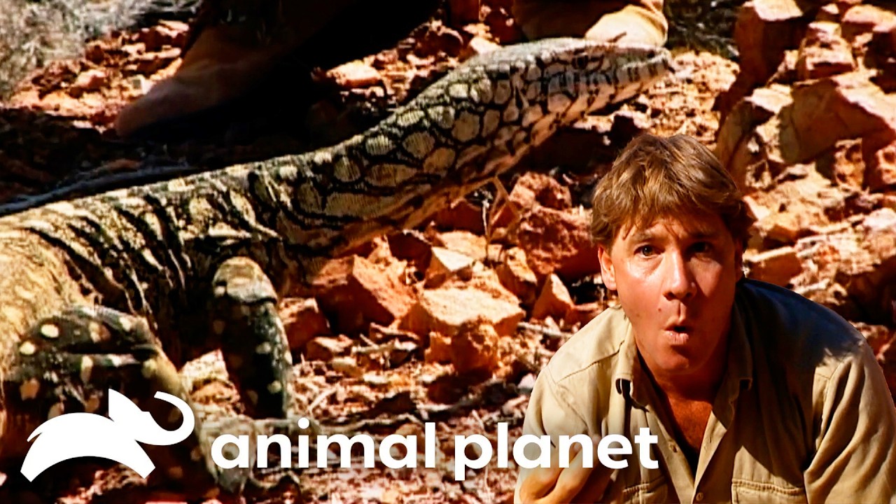 Steve Irwin Sneaks Up On the King of the Outback! | The Crocodile Hunter | Animal Planet