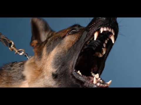 Angry DOG Bark & Growl (Sound Effects)