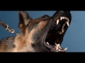 Angry DOG Bark & Growl (Sound Effects)