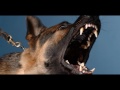 Angry DOG Bark Growl Sound Effects