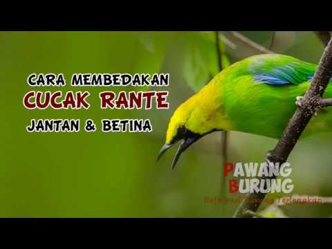 Cucak Novyj Trend Smotret Onlajn Na Sajte Trendovi Ru