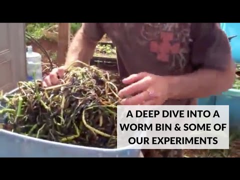 A Deep Dive into a Worm Bin & Some of Our Experiments