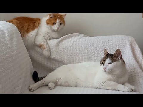 FIRILDAK'IN GÖZLERİ MAKBULE'DE. MAKBULE'NİN ÖZGÜVENİ TAVAN