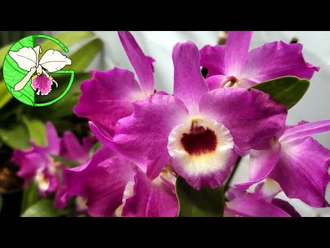 Orchid collection update • 28 March 2021