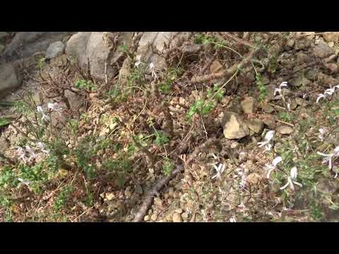 Pelargonium alternans JCWendl.