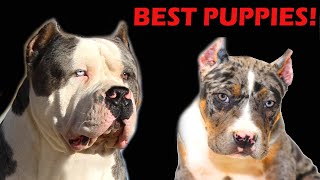 The best pitbull puppies for sale,  Best Xl American bully puppies for sale!