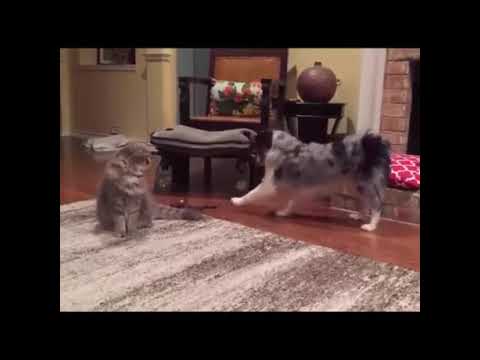 Котики, такие вот котики...