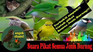 Download lagu SUARA PIKAT SEMUA JENIS BURUNG DI HUTAN mp3