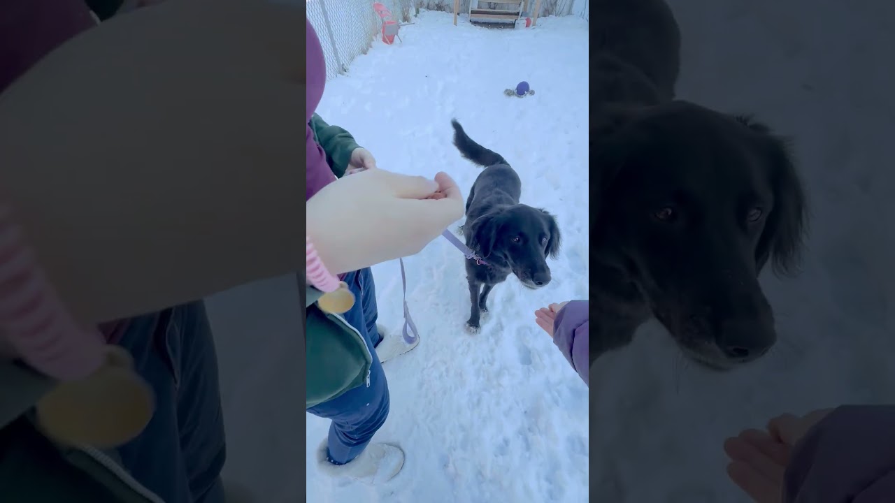 Enlarge Cosmo-Adventurous & friendly, a ADOPTABLE mixed breed in Oshkosh, WI video 6/6