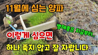 11월에 심는 양파 이렇게 심어야 늦게 심어도 양파하나 죽지 않고 건강하게 잘 자라고 병해충방제는 지금부터