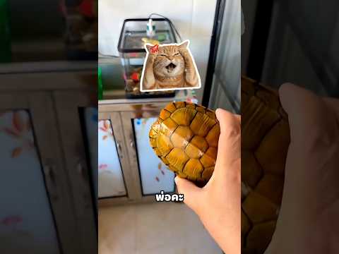 พ่อคะจะเอากระต่ายไปไหน!