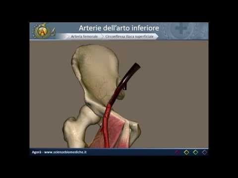 Fase 3 intervertebrale osteocondrosi MIA sanatorio per il trattamento della colonna vertebrale