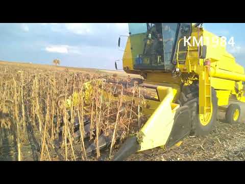 new Holland clayson 8080 αλώνισμα ηλιόσπορου στον βάλτο Ορεστιάδας Έβρου 12.8.2022