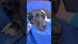Video preview image #1 Great Dane Puppy For Sale in Cuba, NY, USA