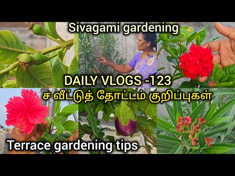 DAILY VLOGS -123| வீட்டுத் தோட்டக் குறிப்புகள் | TERRACE GARDENING TIPS| SIVAGAMI GARDENING 