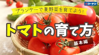 できる!トマトをプランターで育てよう!(基本編)