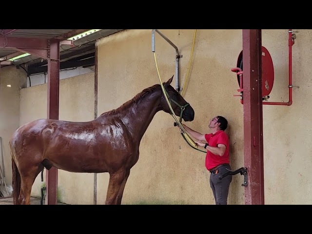 HONGRE SF DE GRANDE TAILLE