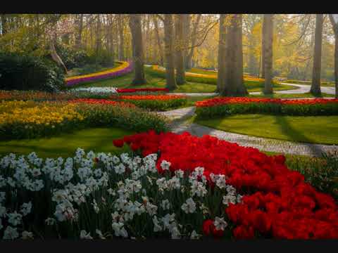 Negativ Ovidiu Liteanu- Se întoarce israel