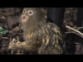 Marmoset eating live locust (gross out)