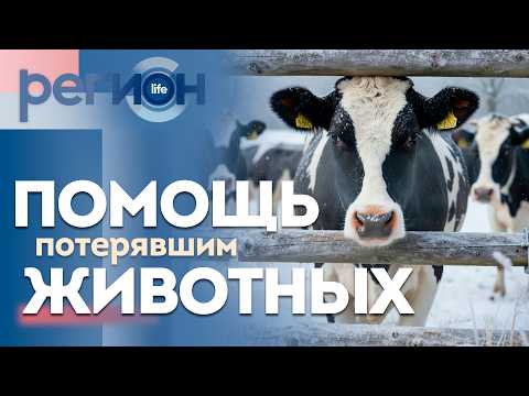 Регион LIFE  | Помощь потерявшим животных | ОТС LIVE — прямая трансляция