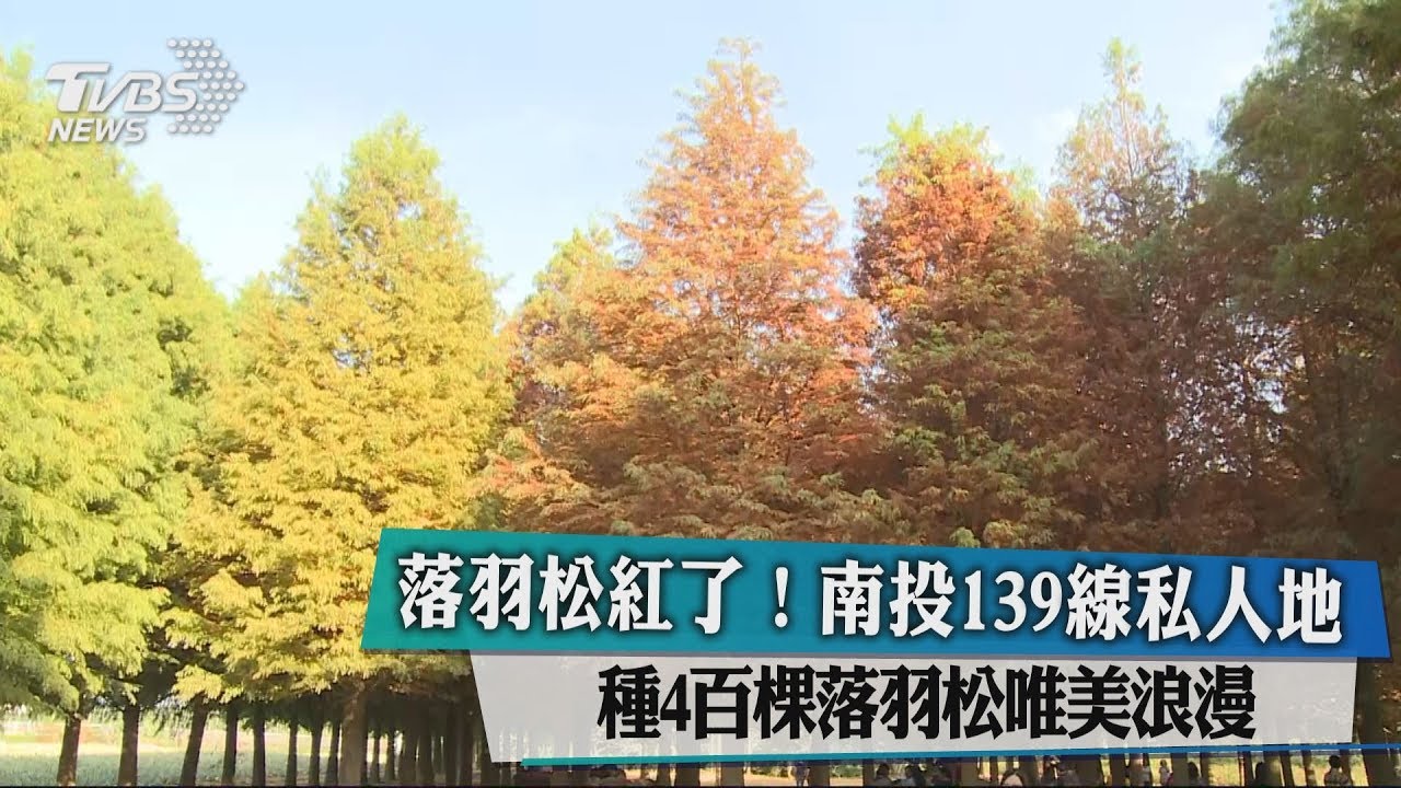 落羽松紅了!南投139線私人地 種百棵落羽松唯美浪漫