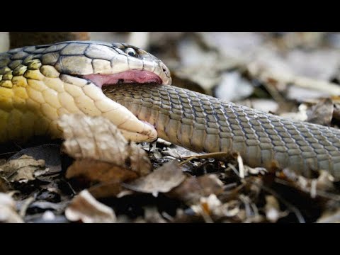 Warning: Here's a King Cobra Swallowing Another Snake Whole
