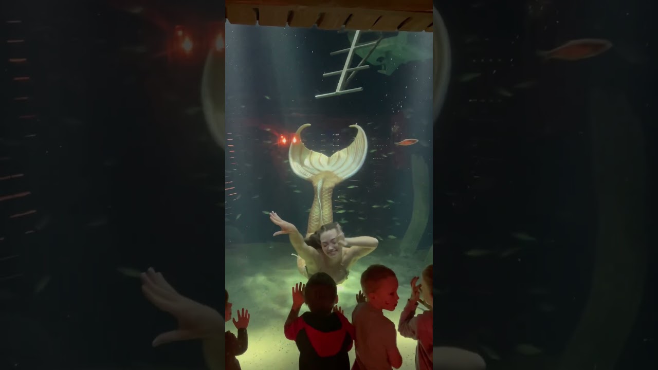Promotional video thumbnail 2 for Felicia with Fins