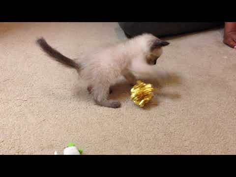 One-Month Old Siamese Kitten Plays with Toy
