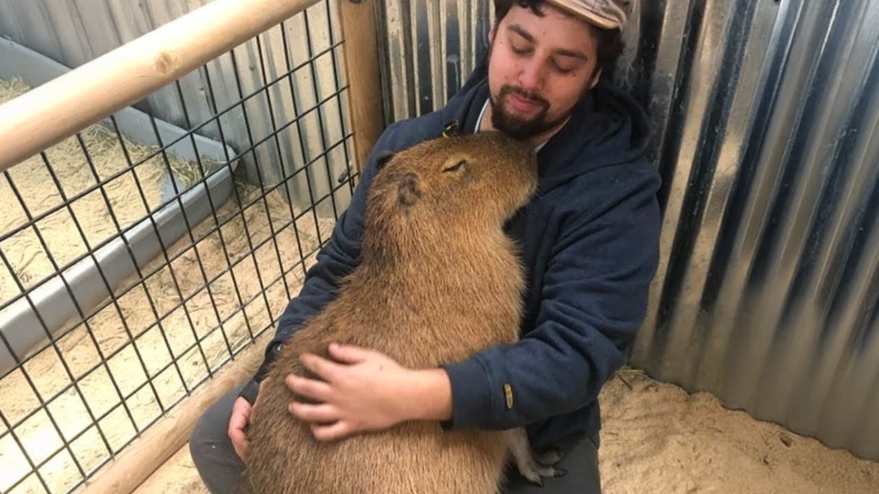 Love of animals will heal you with their sweet hugs