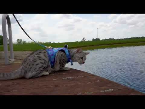 KEESHA KAM 🎥 CAT'S POV in HD