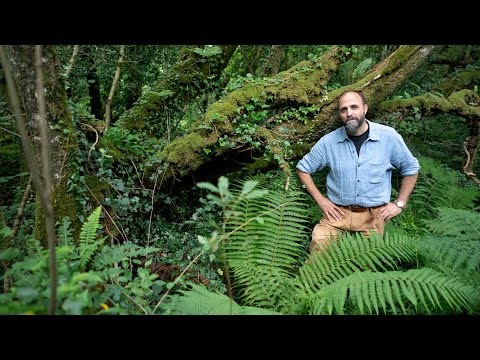 Eoghan Daltun's Irish Atlantic rainforest