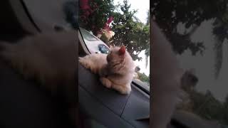 Car Drive status with cat - Civic 2019 - karachi