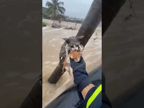 Mother cat saves her kitten from the heavy flood 🥹 #cat #animals #catlovers #catlife #sadcat