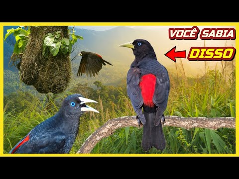 Curiosidades Sobre o "Guaxe" Veja os Fatos Interessantes Sobre a Ave - Pássaro Incrível e Seu Canto