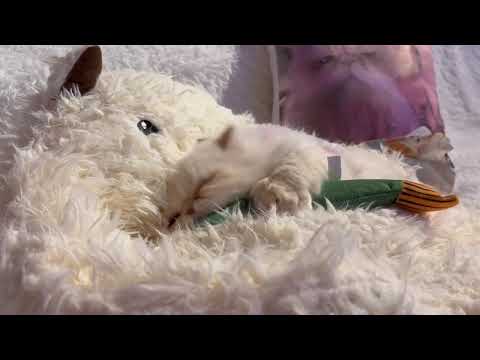 Cat, Pooky enjoys her Christmas present! 😽 #cat #cats #christmas #catvideos #catlovers #persiancat