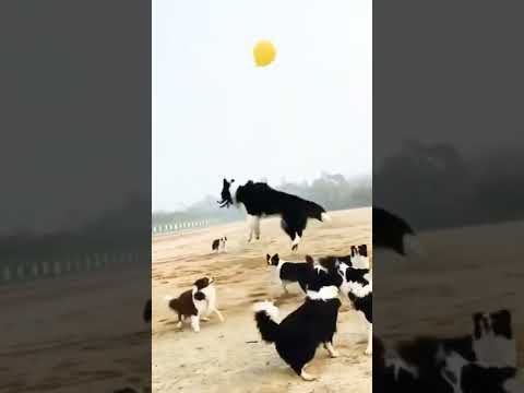 What dog hashtag gets the most likes