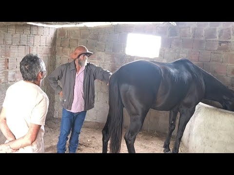 MONTADAS PARAÍBA HERMANO FOI VISITAR SEU AMIGO VAQUEIRO PITUTA E CONHECENDO SEU SÍTIO É NORDESTE