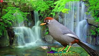Download lagu Masteran Poksay Mandarin Suaranya merdu Dan Full Isian mp3 Download lagu Masteran Poksay Mandarin Suaranya merdu Dan Full Isian mp3