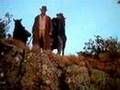 The Silver Brumby Being Chased