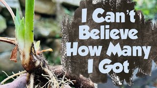 September Garden Vlog | Death in the Family, Dividing Irises, Planting Daylilies