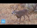 Low Shot On 180"+  Buck? | Giant Oklahoma Whitetail | Monster Bucks Monday