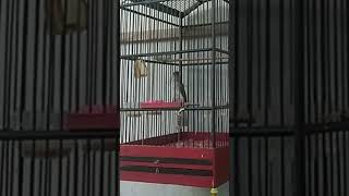 Download lagu Cucak rawis nembak panjang mp3 Download lagu Cucak rawis nembak panjang mp3