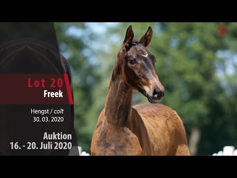 Westfälische Online Auktion 16. - 20. Juli: Lot 20 Freek Hengst v. Fonq - San Amour I