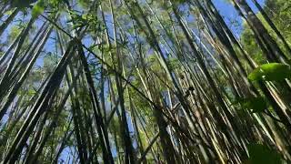 溪山百年古圳~鵝尾山水梯田 預告片縮圖